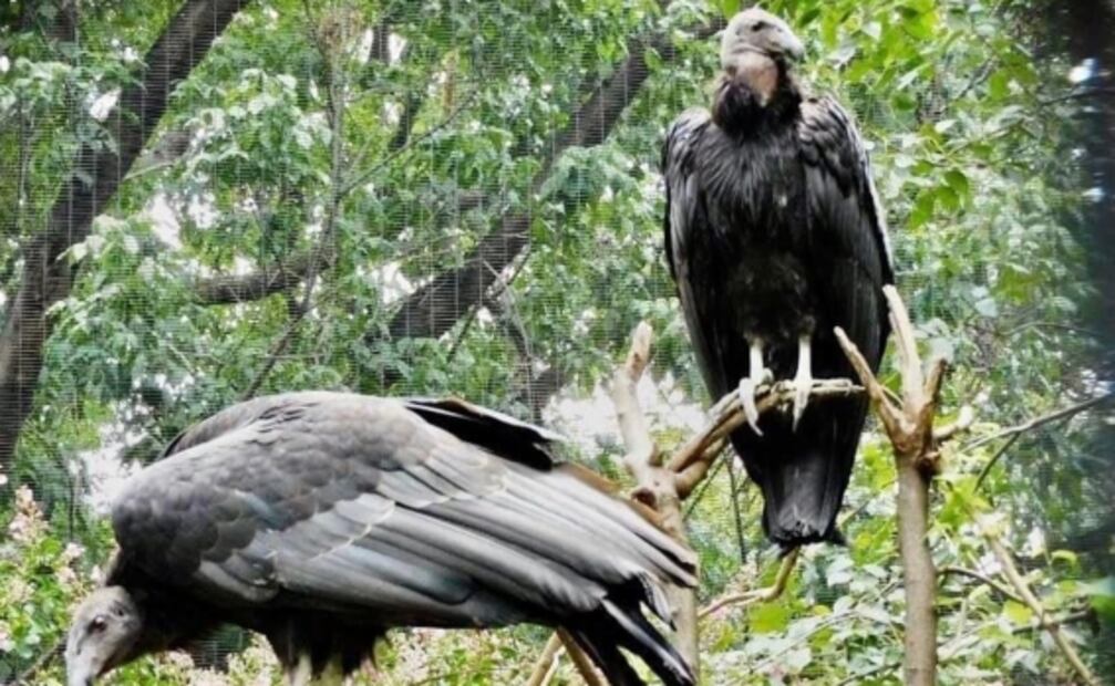 Trasladarán 4 cóndores del Zoológico de Chapultepec a Baja California para su reproducción 