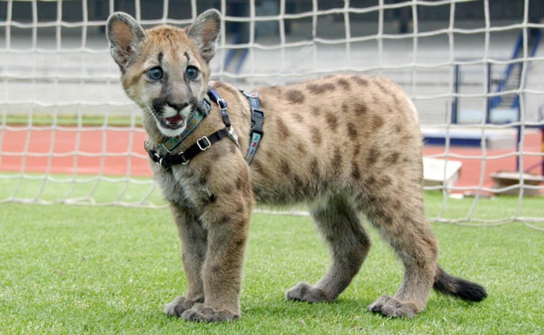 Miztli no era la única mascota de los Pumas, pues era acompañada por Iyari. (FOTO: Especial)