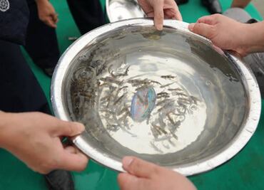 Peces depredadores de gran tamaño reducen estrés de presas alevines