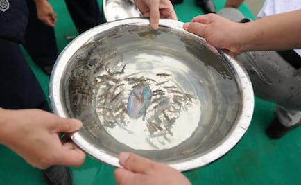 Peces depredadores de gran tamaño reducen estrés de presas alevines