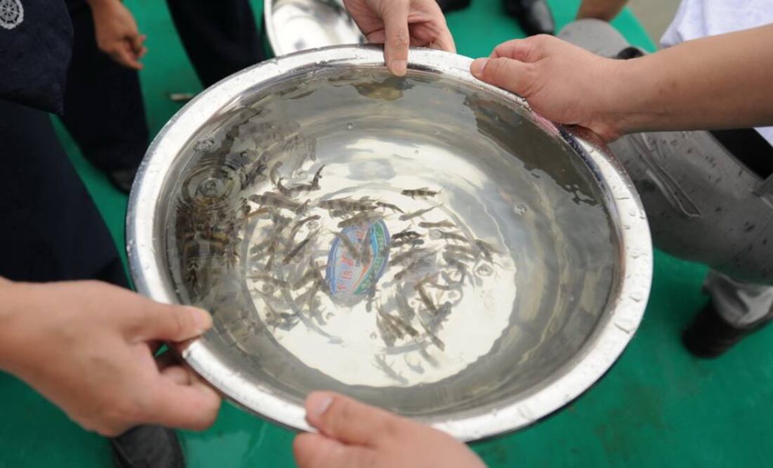 Los alevines mostraron un mayor estrés ante la única presencia de los mesodepredadores. Foto: Archivo