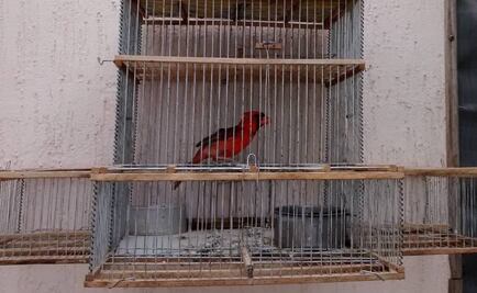 Profepa asegura 10 aves canoras en Yucatán