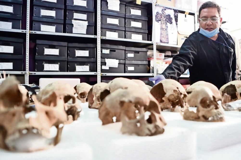 Arqueólogos del INAH estudian los cráneos en un cuarto del edificio ubicado en la calle de Seminario, en el Centro Histórico, donde guardan más restos en cajas negras apiladas en grandes estantes. (FOTOS: ARIEL OJEDA. EL UNIVERSAL)