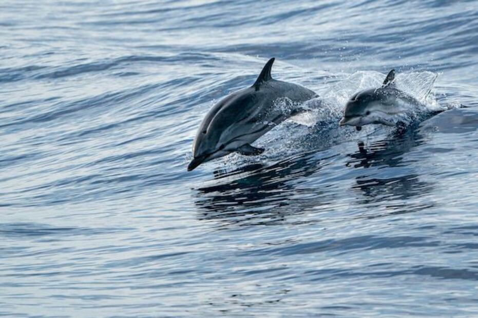 El ciclo de vida de un delfín comienza con la gestación. Fuente: Freepik.