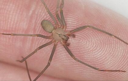 Una violinista en el tejado