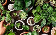 ¿Qué plantas no deberías comprar en primavera?; podrían llenar tu casa de chinches