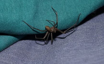 Entérate. Mitos y realidades de la araña violinista