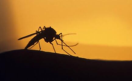 Zika mosquitoes live with the very same people they bite