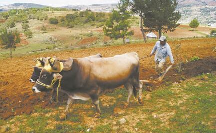 Tráiler en Texas: “Hallaron acta de mi hijo entre muertitos”