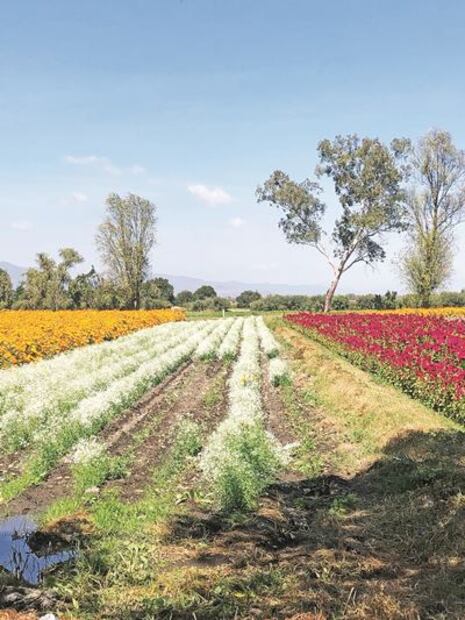 Covid no sepulta al Día de Muertos