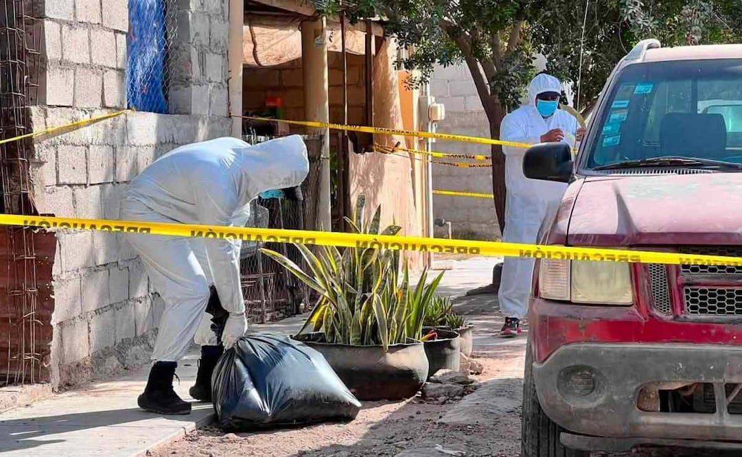 Investigan envenenamiento de 13 perros en Comondú, BCS; también resulta intoxicadas dos mujeres. Foto: Especial
