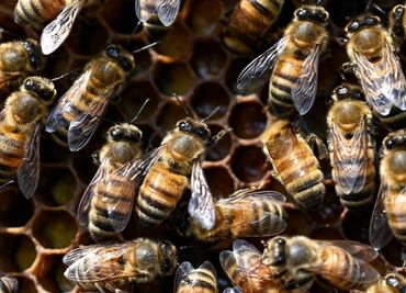 Muere niño de 6 años por picaduras de abejas en Los Mochis, Sinaloa