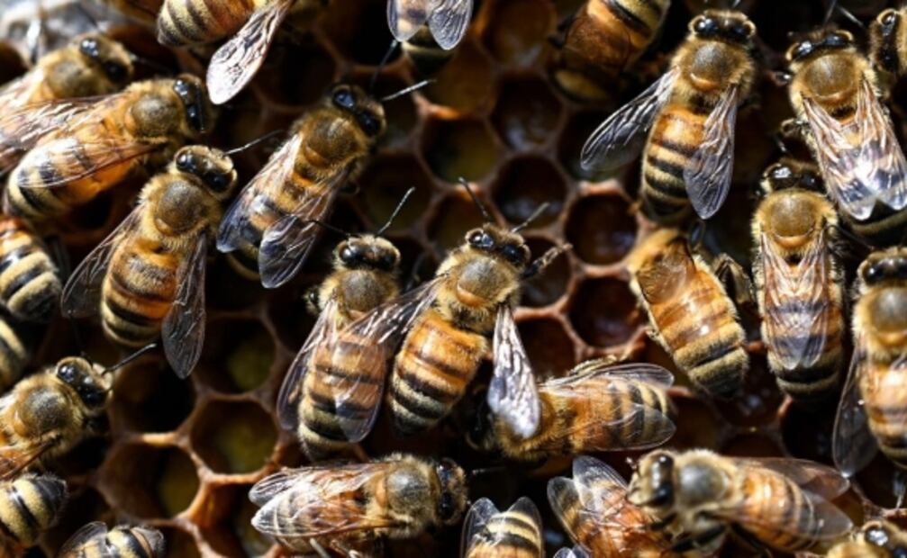 Alertan sobre la reducción de poblaciones de abejas a nivel mundial
