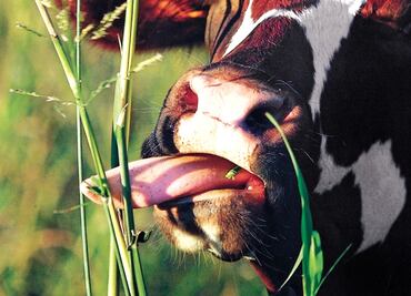 Demandan a dueño de vaca que provocó accidente en Bolivia