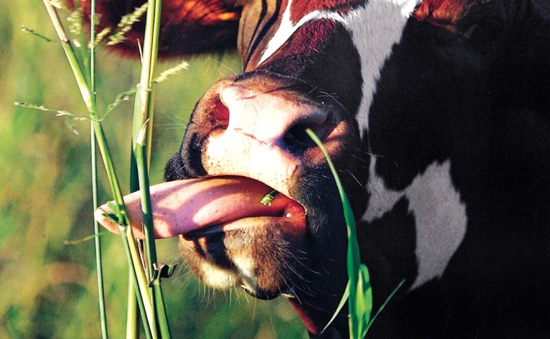 (Foto: Archivo/El Universal)