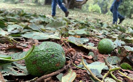 Tras granizada en Uruapan, calculan daños por más de 2 mil mdp en producción de aguacate
