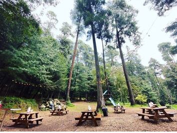 Lugares para comer en el bosque en plena CDMX