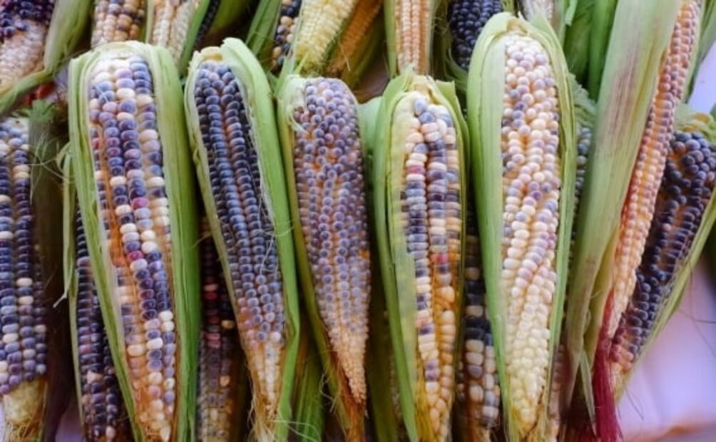 El maíz podría estar en riesgo con esta iniciativa de reforma de ley