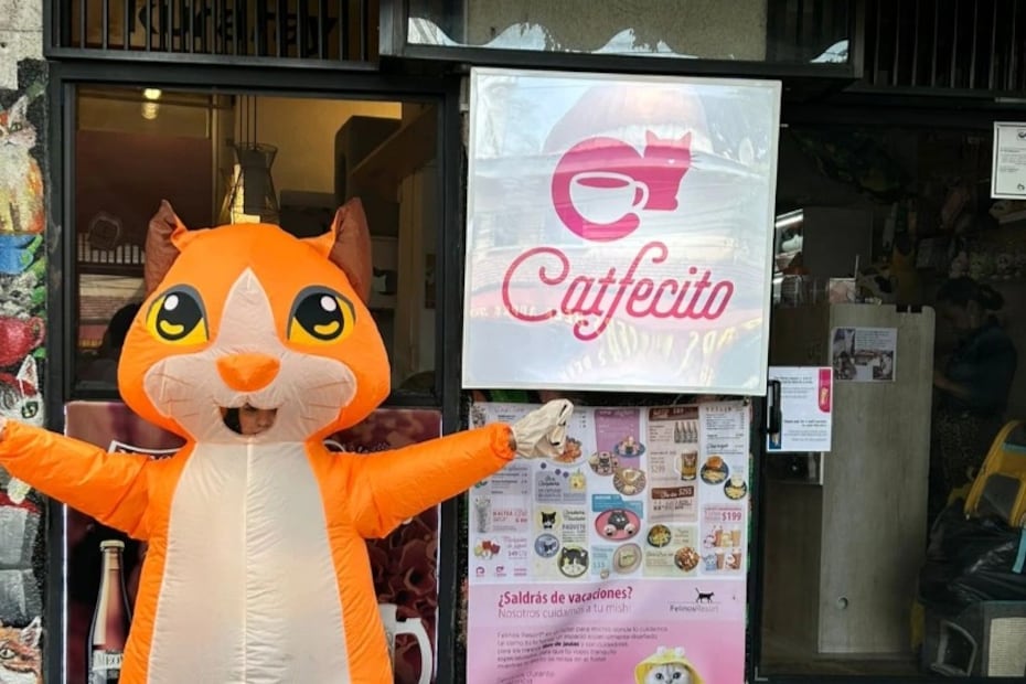 Catfecito se ubica en la colonia Hipódromo Condesa y es un punto de reunión para amantes de los gatos. Foto: Instagram @catfecitocatcafe
