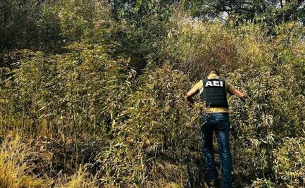 Destruyen plantío de marihuana en Guadalupe y Clavo, Chihuahua; mil 800 plantas fueron incineradas
