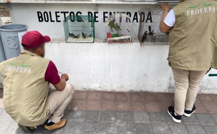 Rescatan 25 animales, desde cocodrilos, pavorreales y llamas, en Michoacán; eran traficados en ferias y mercados