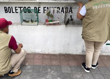 Rescatan 25 animales, desde cocodrilos, pavorreales y llamas, en Michoacán; eran traficados en ferias y mercados