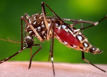 Liberarán mosquitos genéticamente modificados contra el zika