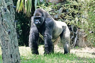 Profepa exonera a Medio Ambiente por el caso 'Bantú'