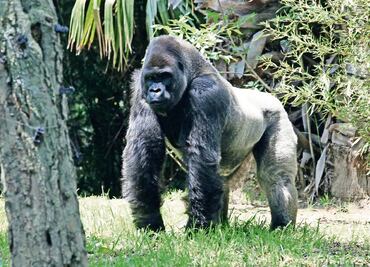 Profepa exonera a Medio Ambiente por el caso 'Bantú'