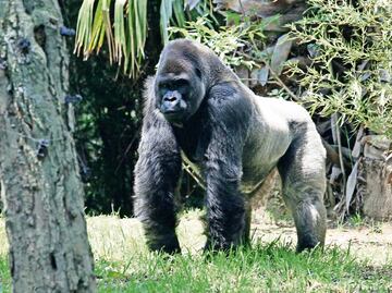 Profepa exonera a Medio Ambiente por el caso 'Bantú'