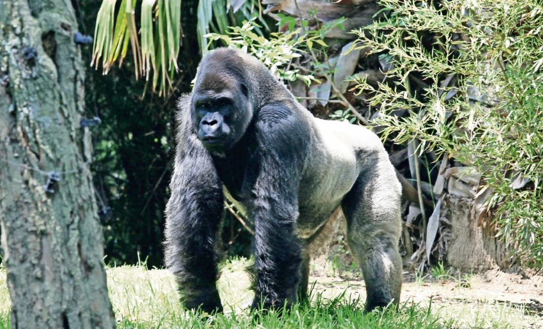 El deceso del gorila Bantú ocurrió la noche del miércoles 6 de julio de 2016, cuando lo anestesiaron para trasladarlo a Guadalajara con fines reproductivos (ARCHIVO EL UNIVERSAL)