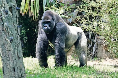 Profepa exonera a Medio Ambiente por el caso 'Bantú'