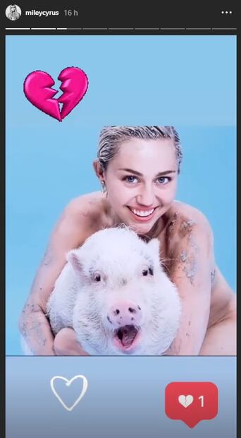 Miley Cyrus, triste por la muerte de su cerdita Pig Pig