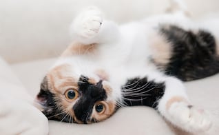 ¿Por qué los gatos prefieren que les hables como a un bebé?; veterinario revela razón de este curioso comportamiento