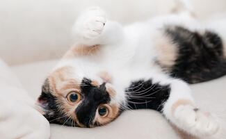 ¿Por qué los gatos prefieren que les hables como a un bebé?; veterinario revela razón de este curioso comportamiento