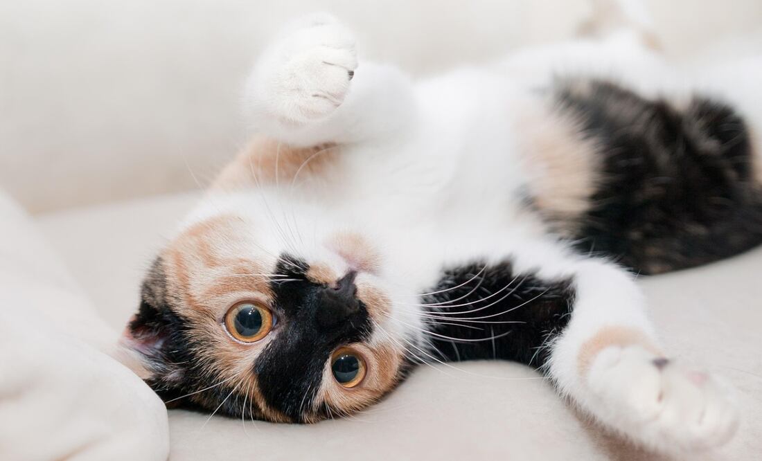 Descubre por qué los gatos ronronean aquí. Foto: Pixabay