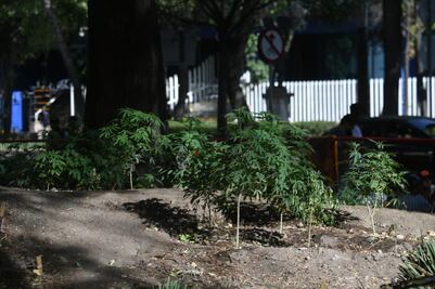 Diputados avalan uso lúdico de la marihuana y devuelven dictamen al Senado