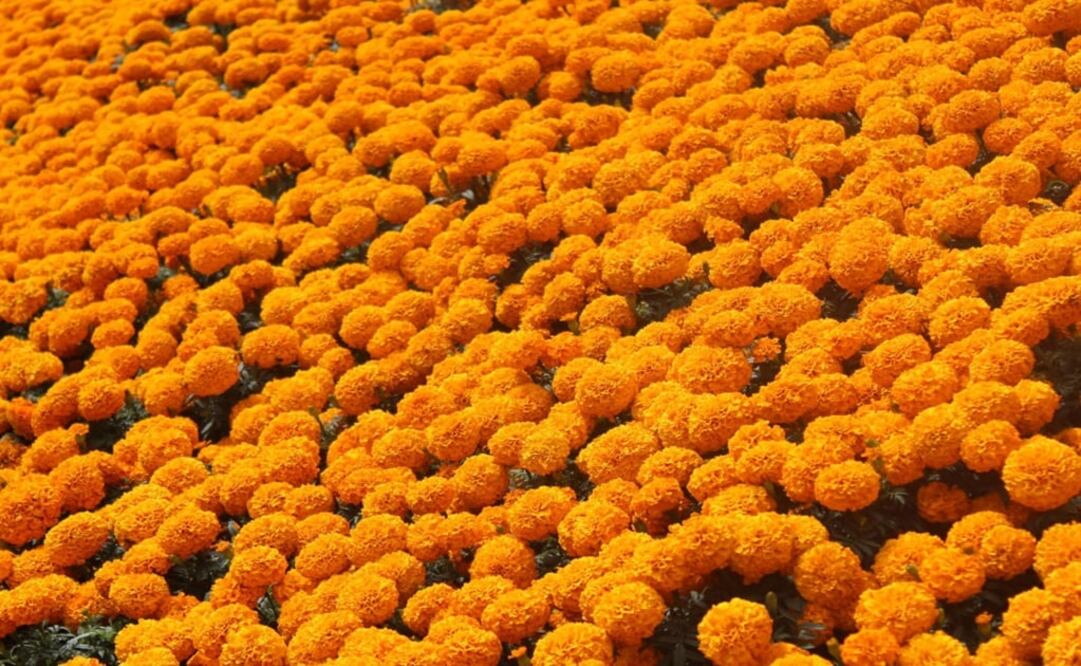 Cempasúchil, the Mexican or Aztec marigold – Photo: Miranda Perea/EL UNIVERSAL in English