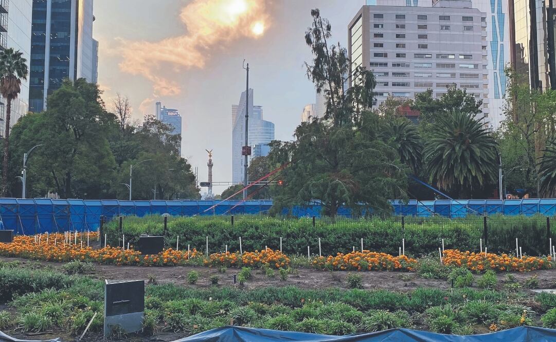 Aunque autoridades consideran que el ahuehuete de Reforma está adaptado, expertos piden seguirlo cuidando y mantenerlo con un buen riego. Foto: de Valente Rosas