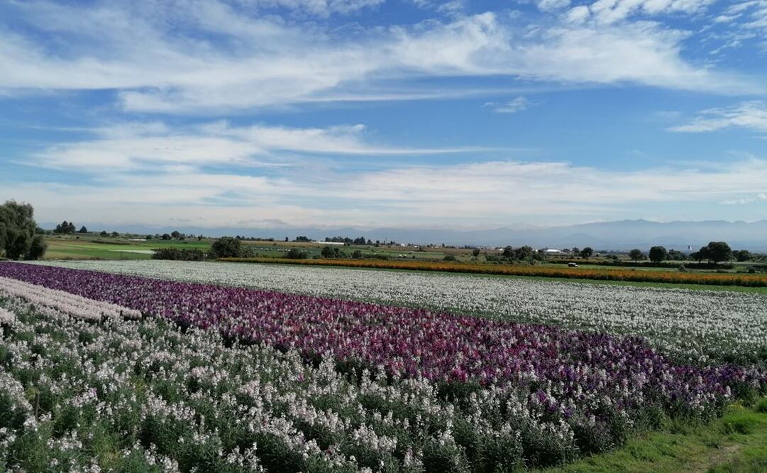 Además de cempasúchil, Edomex también produce alhelí y crisalia