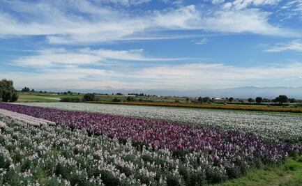 Además de cempasúchil, Edomex también produce alhelí y crisalia