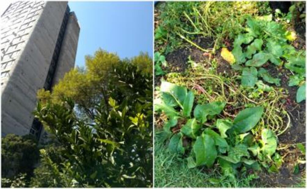 Reconocidos chefs buscan impulsar la cultura agraria