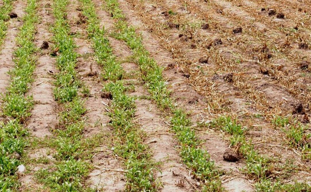 Imagen ilustrativa. Foto: Archivo/EL UNIVERSAL