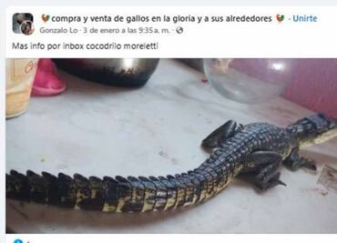 Denuncian tráfico de cocodrilos en redes sociales; los entregan en Metro de la CDMX
