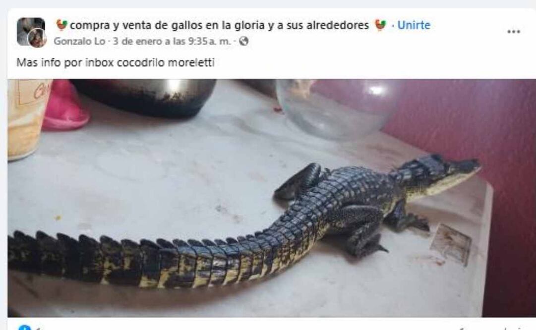 Activista denuncia tráfico de cocodrilos en redes sociales. Foto: Captura de pantalla