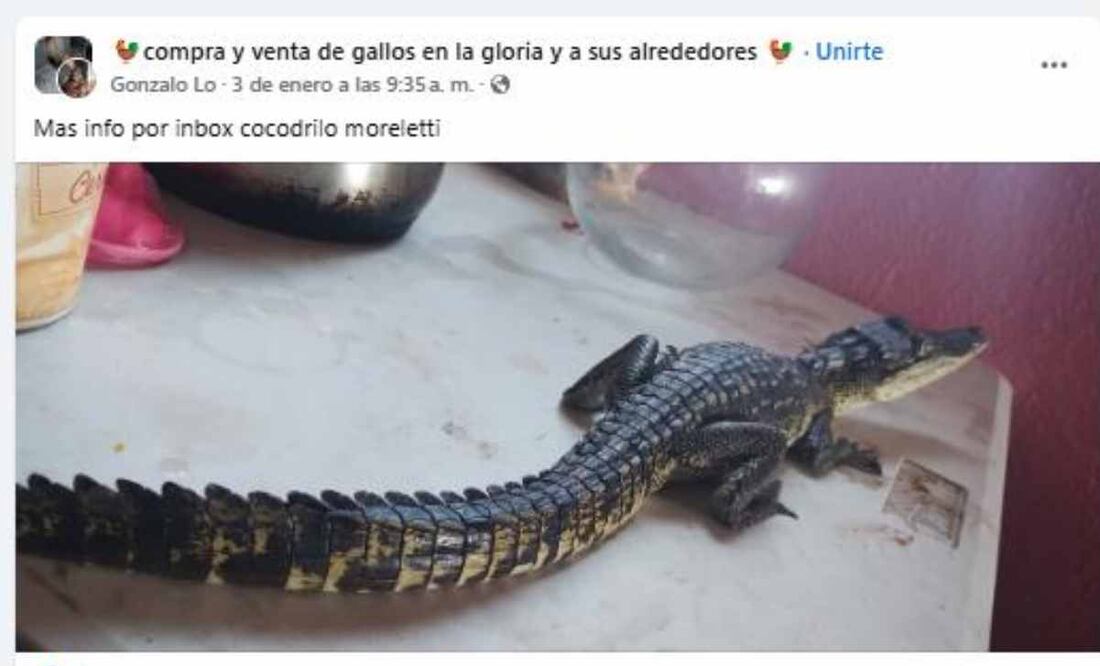 Activista denuncia tráfico de cocodrilos en redes sociales. Foto: Captura de pantalla