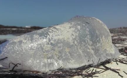 Sorprende arribo de medusas a la costa de Yucatán