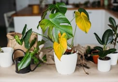 ¿Qué hacer cuando las hojas de tus plantas se ponen amarillas?; conoce el truco para recuperar su color