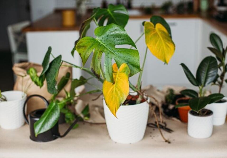Evita que tu planta se seque con este truco. Foto: Pexels