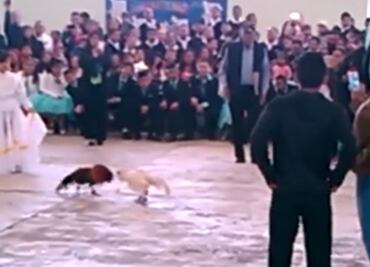 Celebran fin de curso con pelea de gallos en Ecatepec